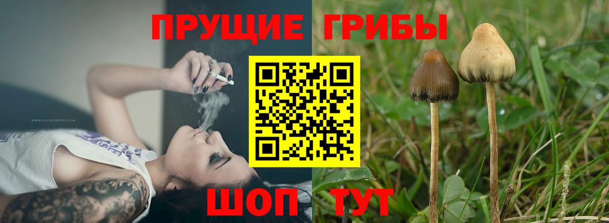 Чернушка  Галлюциногенные грибы Cubensis  Псилоцибиновые грибы Psilocybine cubensis  Вход с VPN 